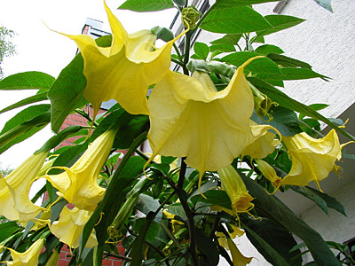 2 Stück BRUGMANSIA Pflanzenstecklinge gelb Blume ***