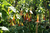 Brugmansia x rubella (früher x flava) WILDFIRE
