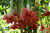 PINK PERFEKTION variegata