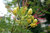 Paradiesvogelbusch (Caesalpinia gilliesii)