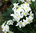Jasmin-Nachtschatten Solanum jasminoides weiß im 7,5 Liter Kübel