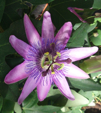 Passiflora Amethyst