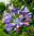 Agaphanthus im 5 Liter Kübel