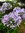 Agaphanthus im 5 Liter Kübel