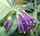 Iochroma cyanenum "violett" syn. tubulosa