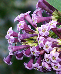 Cestrum × cultum 'Cretan Purple'