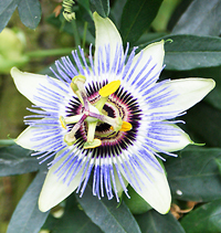 Passiflora Clear Sky