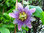 Passiflora Kaiserin Eugenie