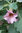 Brugmansia x rubella  PRIDE OF LAVENDER
