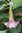 Brugmansia x rubella  PRIDE OF LAVENDER