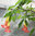 Brugmansia x rubella (früher x flava)  PRIDE OF ORANGE